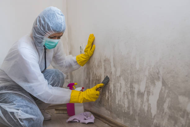 Mold Remediation for Vacation Homes in Elm Creek, NE