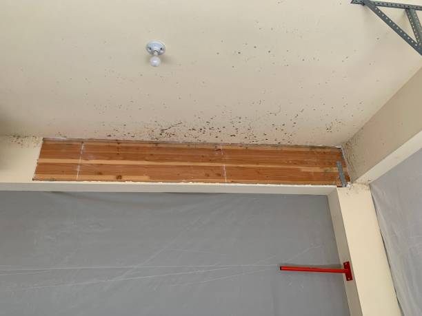 Environmental Consulting for Mold Prevention in Elm Creek, NE